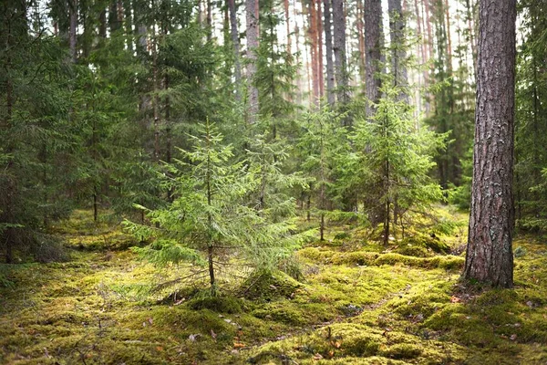 Velho Abeto Mossy Close Raios Sol Através Dos Troncos Árvores — Fotografia de Stock