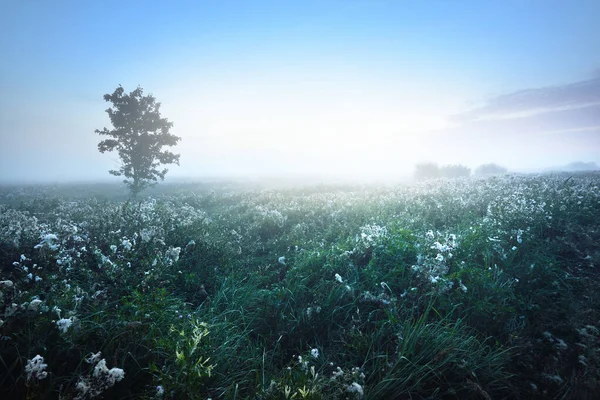 Árvore Bordo Solitária Campo Florescente Nuvens Nevoeiro Matinal Nascer Sol — Fotografia de Stock