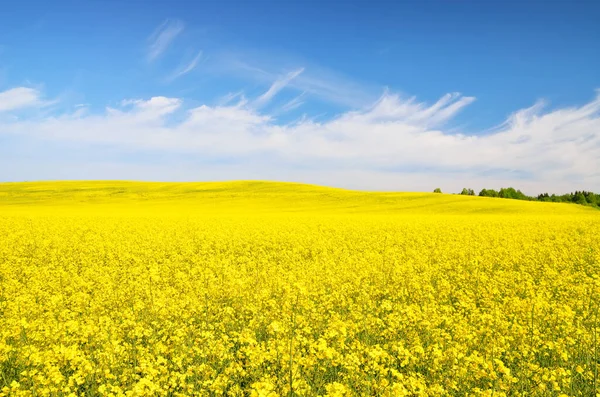 Champ Colza Fleurs Ciel Bleu Clair Avec Des Nuages Brillants — Photo