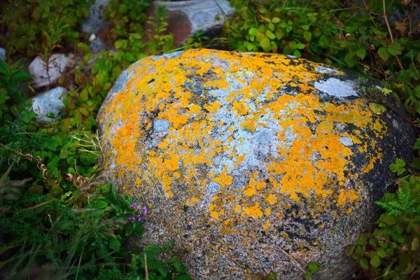 Starożytny Szary Kamień Żółtym Porostem Teksturą Zbliżeniem Naturalny Wzór Tło — Zdjęcie stockowe