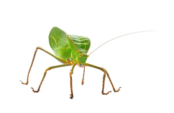 Único Gran Saltamontes Verde Tettigoniidae Siliquofera Grandis Aislado Sobre Fondo — Foto de Stock