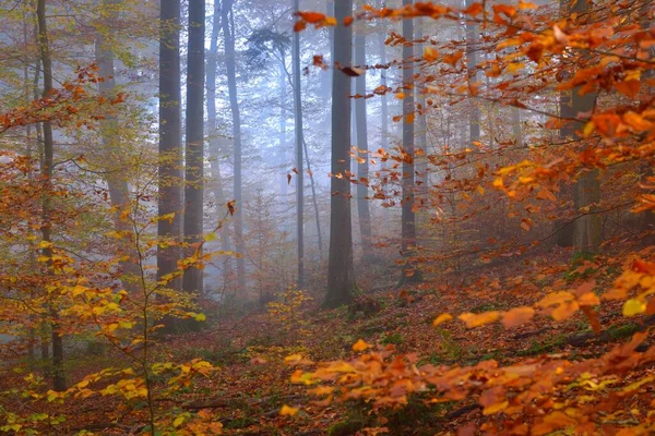 Gros Plan Sur Les Grands Hêtres Colorés Sol Forestier Feuilles — Photo