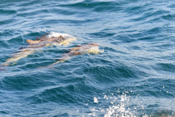 在一个晴朗的日子里 两只海豚在地中海中跳跃 这只条纹海豚 Stenella Coercive Uleoalba 进行了特写 浪花和水花四溅 从帆船上看到的风景 西班牙 — 图库照片