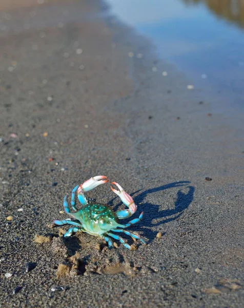 色彩斑斓的绿色玩具蟹在沙滩上 波罗的海 拉脱维亚 教育玩具 生物学概念 — 图库照片