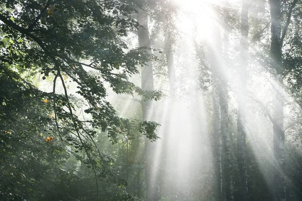 Sun Rays Flowing Tall Green Linden Trees Alley City Park — Stock Photo, Image