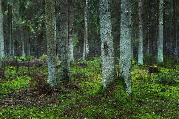 Une Vue Sur Forêt Sempervirente Brumeuse Grands Troncs Pins Antiques — Photo