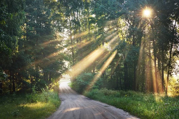 Förmige Einspurige Landstraße Durch Einen Grünen Laubwald Sonnenstrahlen Fließen Durch — Stockfoto