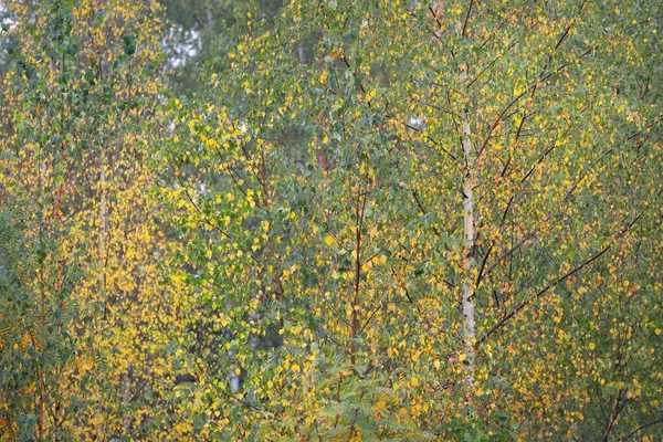 Abedules Dorados Bosque Verde Caducifolio Troncos Árboles Cerca Letonia Escena — Foto de Stock