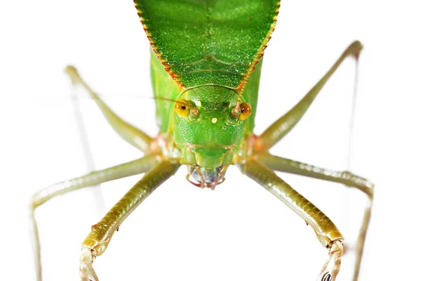 Unikátní Obrovské Zelené Kobylky Tettigoniidae Siliquofera Grandis Izolované Bílém Pozadí — Stock fotografie