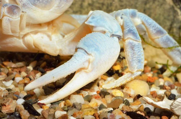 Albino river crab Potamon sp. in natural environment, extreme close-up of the claw. Zoology, carcinology, environmental protection theme