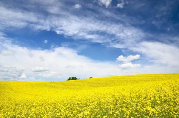 Blooming Rapeseed Field Clear Blue Sky Glowing Clouds Cloudscape Rural — Stock Photo, Image