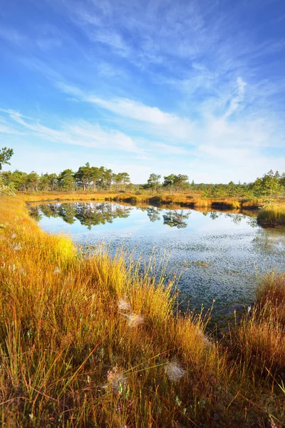 Crystal Clear Lake Swamp Morning Haze Reflection Water Bright Blue Royalty Free Stock Images