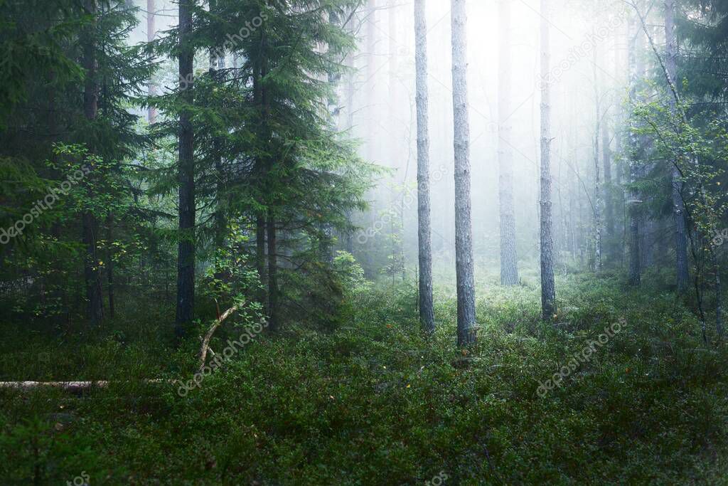 Evergreen forest in a thick white fog at sunrise. Fir and pine trees close-up. Tranquil mysterious landscape. Environmental conservation in Kemeri national park, Latvia