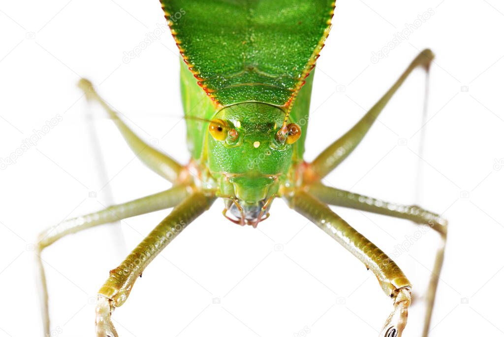 Unique huge green grasshopper (Tettigoniidae) Siliquofera grandis isolated on white background, close-up. Insect conservation of New Guinea, Australia. Entomology, environmental protection, research