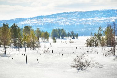 Arka planda kozalaklı ağaçlar ve Kola Yarımadası 'nın karla kaplı zirveleri var. Murmansk bölgesi, Kutup Dairesi, Karelia, Rusya
