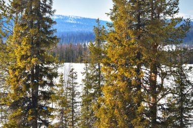 Arka planda kozalaklı ağaçlar ve Kola Yarımadası 'nın karla kaplı zirveleri var. Murmansk bölgesi, Kutup Dairesi, Karelia, Rusya