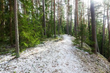 Karışık kozalaklı bir ormanın, yeşil çam ve ladin ağaçlarının karla kaplı tepelerinde Almanya 'ya yakın bir patika.