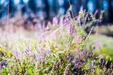 Ormanda sabah oldu. Çiçekli fundalık yakın plan. Letonya