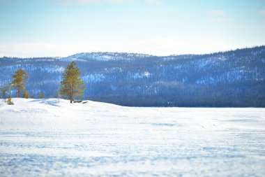 Donmuş gölün panoramik manzarası. Yalnız ağaçlar yakın plan. Arka planda karla kaplı dağlar ve kozalaklı ormanlar var. Açık mavi gökyüzü. Kola Yarımadası, Murmansk bölgesi, Kutup Dairesi, Karelia, Rusya