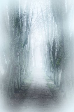 Country landscape. An empty dirt road through the mossy trees in a strong morning fog. Forest in the background. Latvia clipart
