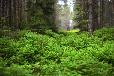 Yeşil yaz ormanı sahnesi. Yosun tutmuş yaşlı ağaçlar, taşlar ve eğrelti otları. Ruhnu Adası, Estonya