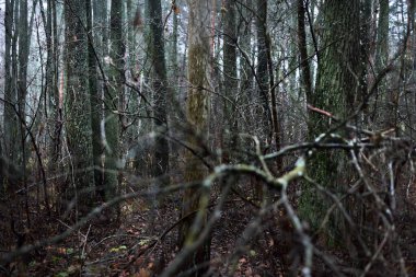 Karanlık orman sahnesi. Yağmurlu bir sonbahar günü. Yosunlu çam ve huş ağaçları, dallar ve renkli yapraklar yakın plan. Letonya