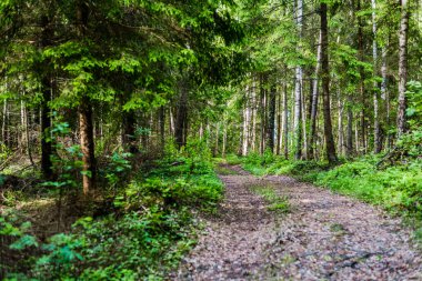Karışık kozalaklı ormanda bir patika, yakın çevreleyen yeşil çam ağaçları. Ruhnu Adası, Estonya