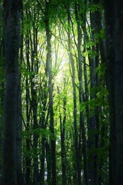 Yaz ormanı manzarası. Yeşil kayın ormanı, yakın ağaçlar. Almanya