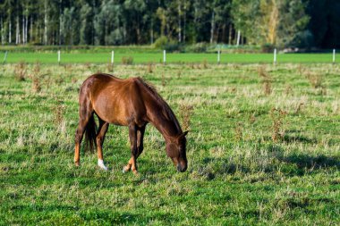 Yeşil çayırda otlayan kahverengi bir at, yakın plan. Açık bir günde köy çiftliğinin manzarası. Letonya