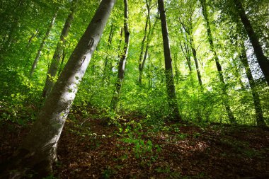 Yaz ormanı manzarası. Yeşil kayın ormanı, yakın ağaçlar. Almanya