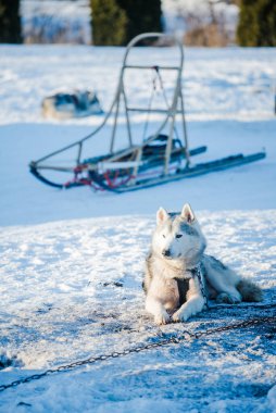 Açık ve güneşli bir kış gününde Husky karda yürüyor ve oynuyor. Laponya, Finlandiya