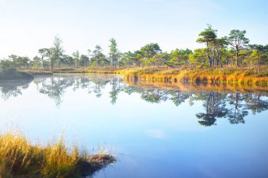 Sabah sisinde kristal berrak göl ve bataklık. Suda yansıma. Parlak mavi gökyüzü. Arka planda çam ağaçları var. Kemeri Milli Parkı, Letonya