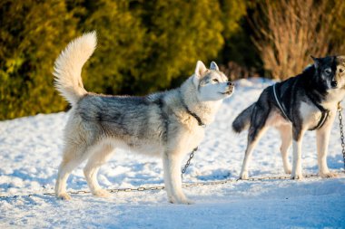 Açık ve güneşli bir kış gününde Husky karda yürüyor ve oynuyor. Laponya, Finlandiya
