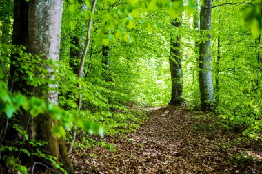Yaz ormanı manzarası. Yeşil kayın ormanı, yakın ağaçlar. Almanya