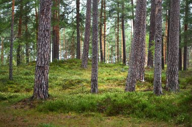 Yaz manzarası. Yağmurdan sonra çam ormanı. Ağaçlar, yosunlar ve eğreltiotu yakından.