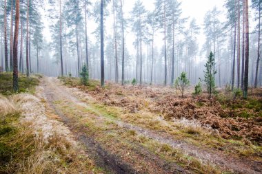 Orman manzarası. Bulutlu bir kış gününde çam ağaçlarının arasından sabah sisi. Letonya