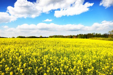 Bahar manzarası. Güneşli bir günde arka planda çiçek açan kolza tohumu tarlası ve orman manzarası. Letonya