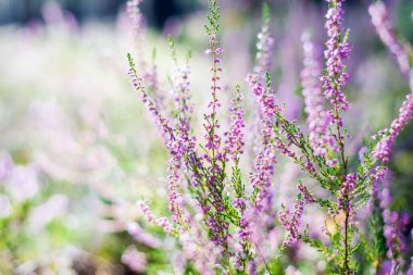 Ormanda sabah oldu. Çiçekli fundalık yakın plan. Letonya