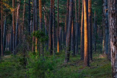 Günbatımında Evergreen Ormanı. Çam ağaçlarının gövdelerinden güneş ışınları geçiyor. Letonya