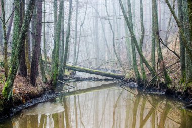 Karanlık orman manzarası. Bulutlu bir kış gününde sislerin içinde bir nehir ve ağaçlar. Letonya