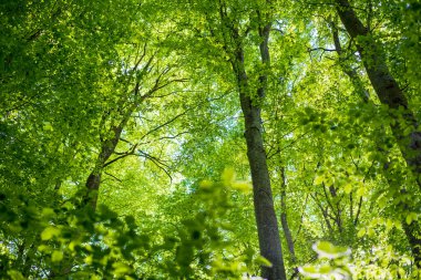 Yaz ormanı manzarası. Yeşil kayın ormanı, yakın ağaçlar. Almanya