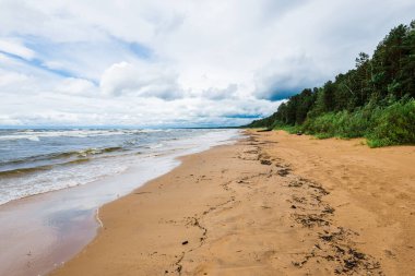 Dramatik gökyüzü ve dalgalar, deniz kıyısından bir manzara. Arka planda çam ormanı. Fırtınalı hava. Baltık Denizi, Letonya