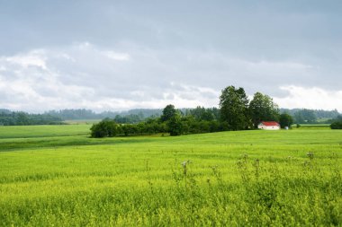 Kırmızı çatılı ve arka planında orman olan yalnız bir ev. Kara fırtına bulutları. Kır manzarası. Letonya