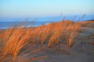 Gün batımında Baltık Denizi kıyısında. Altın akşam güneşi. Kum tepeleri ve bitkiler yakın plan. Letonya 'da ilkbahar başı. Doğa, çevre, ekoloji
