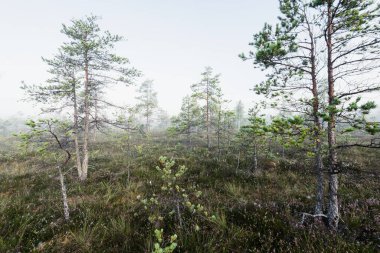 Gün doğumunda bir bataklık. Genç çam ağaçları yakın plan. Sis ve açık mavi sabah gökyüzü. Puslu bir manzara. Kemeri, Letonya
