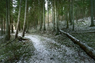 Kış kır manzarası. Ormanda beyaz bir sis. Çam ağaçları ve saf sabah ışığı. Orman yolu. Almanya