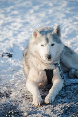 Açık ve güneşli bir kış gününde Husky karda yürüyor ve oynuyor. Laponya, Finlandiya