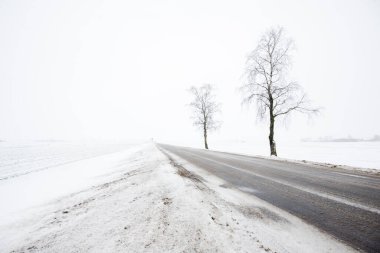 Bulutlu bir kış gününde, karla kaplı tarlalarda boş bir kır yolu, huş ağaçları, Letonya