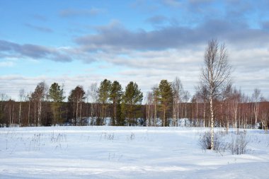 Karla kaplı tepelerin üzerindeki dramatik mavi gökyüzü, arka planda kozalaklı orman. Huş ağacı yakın plan. Fırtına bulutları. Kuito Gölü, Karelia Kuzey, Laponya