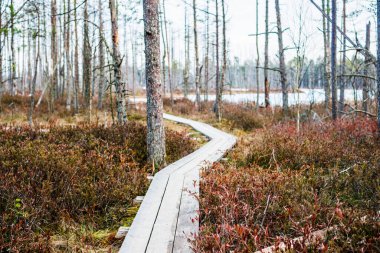 Bahar manzarası. Gün batımında çam ağaçları, huş ağaçları ve bataklıklar arasında ahşap yol. Cenas trelis, Letonya.